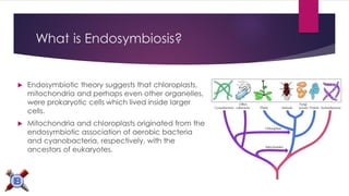 What is Endosymbiosis? 
Endosymbiotic theory suggests that chloroplasts, mitochondria and perhaps even other organelles, were prokaryotic cells which lived inside larger cells. 
Mitochondria and chloroplasts originated from the endosymbiotic association of aerobic bacteria andcyanobacteria, respectively, with the ancestors of eukaryotes.  