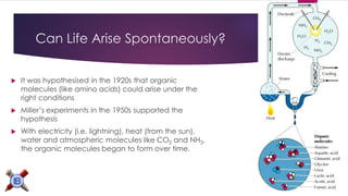 Can Life Arise Spontaneously? 
It was hypothesised in the 1920s that organic molecules (like amino acids) could arise under the right conditions 
Miller’s experiments in the 1950s supported the hypothesis 
With electricity (i.e. lightning), heat (from the sun), water and atmospheric molecules like CO2and NH3, the organic molecules began to form over time.  