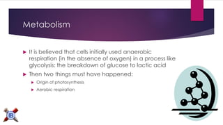 Metabolism 
 It is believed that cells initially used anaerobic 
respiration (in the absence of oxygen) in a process like 
glycolysis: the breakdown of glucose to lactic acid 
 Then two things must have happened: 
 Origin of photosynthesis 
 Aerobic respiration 
 