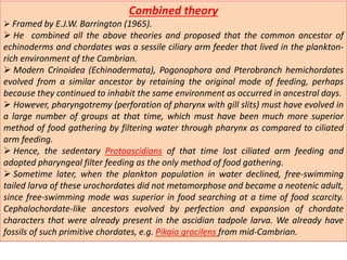 Combined theory
 Framed by E.J.W. Barrington (1965).
 He combined all the above theories and proposed that the common ancestor of
echinoderms and chordates was a sessile ciliary arm feeder that lived in the plankton-
rich environment of the Cambrian.
 Modern Crinoidea (Echinodermata), Pogonophora and Pterobranch hemichordates
evolved from a similar ancestor by retaining the original mode of feeding, perhaps
because they continued to inhabit the same environment as occurred in ancestral days.
 However, pharyngotremy (perforation of pharynx with gill slits) must have evolved in
a large number of groups at that time, which must have been much more superior
method of food gathering by filtering water through pharynx as compared to ciliated
arm feeding.
 Hence, the sedentary Protoascidians of that time lost ciliated arm feeding and
adopted pharyngeal filter feeding as the only method of food gathering.
 Sometime later, when the plankton population in water declined, free-swimming
tailed larva of these urochordates did not metamorphose and became a neotenic adult,
since free-swimming mode was superior in food searching at a time of food scarcity.
Cephalochordate-like ancestors evolved by perfection and expansion of chordate
characters that were already present in the ascidian tadpole larva. We already have
fossils of such primitive chordates, e.g. Pikaia gracilens from mid-Cambrian.
 