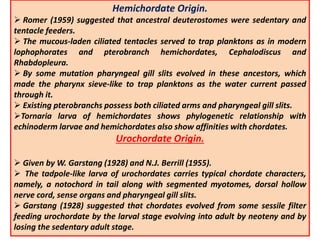 Hemichordate Origin.
 Romer (1959) suggested that ancestral deuterostomes were sedentary and
tentacle feeders.
 The mucous-laden ciliated tentacles served to trap planktons as in modern
lophophorates and pterobranch hemichordates, Cephalodiscus and
Rhabdopleura.
 By some mutation pharyngeal gill slits evolved in these ancestors, which
made the pharynx sieve-like to trap planktons as the water current passed
through it.
 Existing pterobranchs possess both ciliated arms and pharyngeal gill slits.
Tornaria larva of hemichordates shows phylogenetic relationship with
echinoderm larvae and hemichordates also show affinities with chordates.
Urochordate Origin.
 Given by W. Garstang (1928) and N.J. Berrill (1955).
 The tadpole-like larva of urochordates carries typical chordate characters,
namely, a notochord in tail along with segmented myotomes, dorsal hollow
nerve cord, sense organs and pharyngeal gill slits.
 Garstang (1928) suggested that chordates evolved from some sessile filter
feeding urochordate by the larval stage evolving into adult by neoteny and by
losing the sedentary adult stage.
 