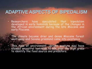 • Researchers
have
speculated
that
bipedalism
developed in early hominids because of the changes in
the African environment during the late Miocene and
early Pliocene.
• The climate become drier and dense Miocene forest
went away and Savana grassland came into existence.
• This type of environment, upright posture may have
allowed ancestral hominids to see over the high grass
to identify the food source and predators.

 