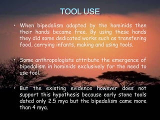 • When bipedalism adapted by the hominids then
their hands became free. By using these hands
they did some dedicated works such as transfering
food, carrying infants, making and using tools.
• Some anthropologists attribute the emergence of
bipedalism in hominids exclusively for the need to
use tool.
• But the existing evidence however does not
support this hypothesis because early stone tools
dated only 2.5 mya but the bipedalism came more
than 4 mya.

 