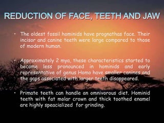 • The oldest fossil hominids have prognathas face. Their
incisor and canine teeth were large compared to those
of modern human.
• Approximately 2 mya, these characteristics started to
become less pronounced in hominids and early
representative of genus Homo have smaller canines and
the gaps associated with larger teeth disappeared.
• Primate teeth can handle an omnivorous diet. Hominid
teeth with fat molar crown and thick toothed enamel
are highly speacialized for grinding.

 