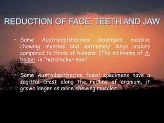 • Some Australopithecines developed massive
chewing mussles and extremely large molars
compared to those of humans. (The nickname of A.
boisei is “nutcracker man”.
• Some Australopithecine fossil specimens have a
sagittal crest along the midline of cranium, it
grows laeger as more chewing muscles.

 
