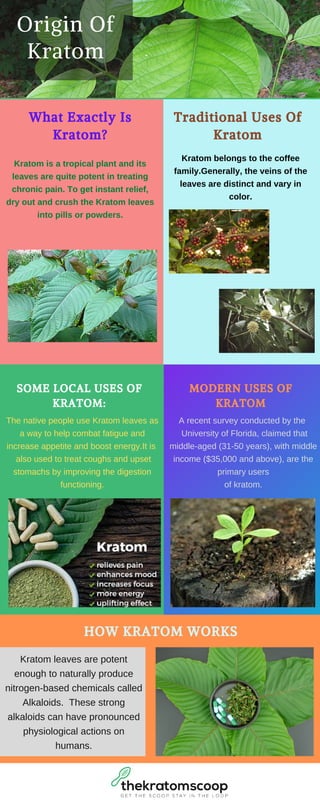 HOW KRATOM WORKS
Kratom leaves are potent
enough to naturally produce
nitrogen-based chemicals called
Alkaloids. These strong
alkaloids can have pronounced
physiological actions on
humans.
Origin Of
Kratom
SOME LOCAL USES OF
KRATOM:
The native people use Kratom leaves as
a way to help combat fatigue and
increase appetite and boost energy.It is
also used to treat coughs and upset
stomachs by improving the digestion
functioning.
Kratom is a tropical plant and its
leaves are quite potent in treating
chronic pain. To get instant relief,
dry out and crush the Kratom leaves
into pills or powders.
What Exactly Is
Kratom?
Kratom belongs to the coffee
family.Generally, the veins of the
leaves are distinct and vary in
color.
Traditional Uses Of
Kratom
A recent survey conducted by the
University of Florida, claimed that
middle-aged (31-50 years), with middle
income ($35,000 and above), are the
primary users
of kratom.
MODERN USES OF
KRATOM
 