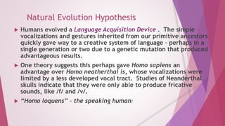 Natural Evolution Hypothesis 
 Humans evolved a Language Acquisition Device . The simple 
vocalizations and gestures inherited from our primitive ancestors 
quickly gave way to a creative system of language – perhaps in a 
single generation or two due to a genetic mutation that produced 
advantageous results. 
 One theory suggests this perhaps gave Homo sapiens an 
advantage over Homo neatherthal is, whose vocalizations were 
limited by a less developed vocal tract. Studies of Neanderthal 
skulls indicate that they were only able to produce fricative 
sounds, like /f/ and /v/. 
 “Homo loquens” – the speaking human! 
 