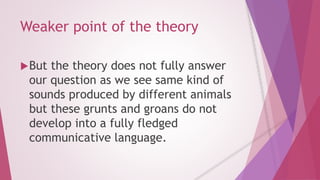 Weaker point of the theory 
But the theory does not fully answer 
our question as we see same kind of 
sounds produced by different animals 
but these grunts and groans do not 
develop into a fully fledged 
communicative language. 
 