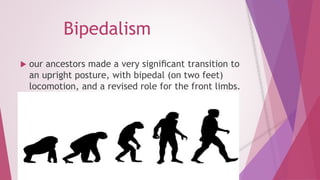 Bipedalism 
 our ancestors made a very significant transition to 
an upright posture, with bipedal (on two feet) 
locomotion, and a revised role for the front limbs. 
 