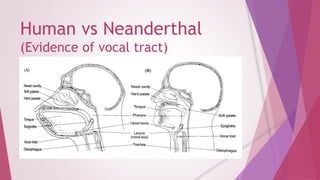 Human vs Neanderthal 
(Evidence of vocal tract) 
 
