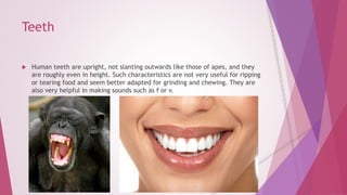 Teeth 
 Human teeth are upright, not slanting outwards like those of apes, and they 
are roughly even in height. Such characteristics are not very useful for ripping 
or tearing food and seem better adapted for grinding and chewing. They are 
also very helpful in making sounds such as f or v. 
 