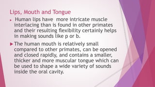 Lips, Mouth and Tongue 
 Human lips have more intricate muscle 
interlacing than is found in other primates 
and their resulting flexibility certainly helps 
in making sounds like p or b. 
 The human mouth is relatively small 
compared to other primates, can be opened 
and closed rapidly, and contains a smaller, 
thicker and more muscular tongue which can 
be used to shape a wide variety of sounds 
inside the oral cavity. 
 