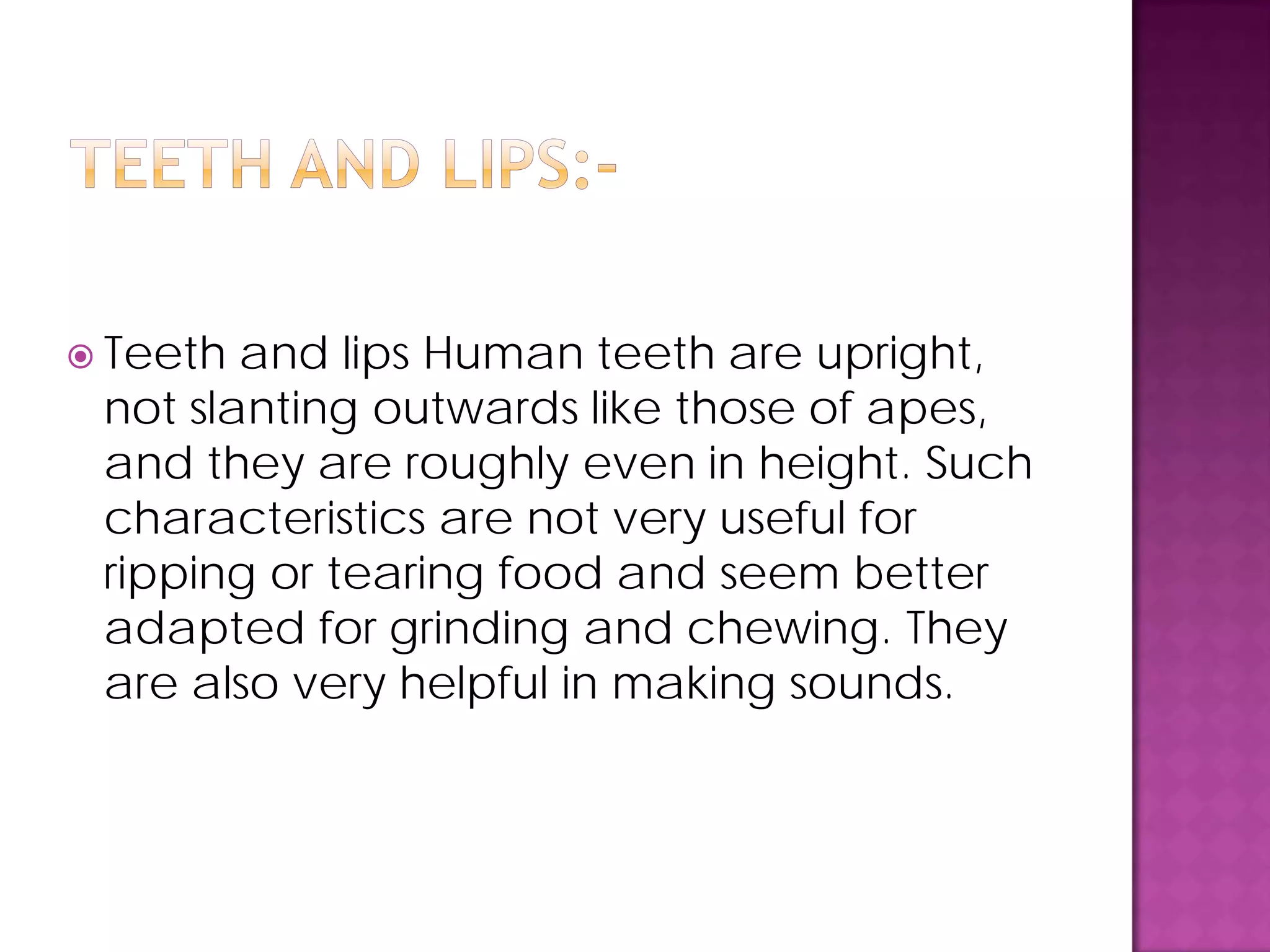 Teeth and lips Human teeth are upright,
not slanting outwards like those of apes,
and they are roughly even in height. Such
characteristics are not very useful for
ripping or tearing food and seem better
adapted for grinding and chewing. They
are also very helpful in making sounds.
 