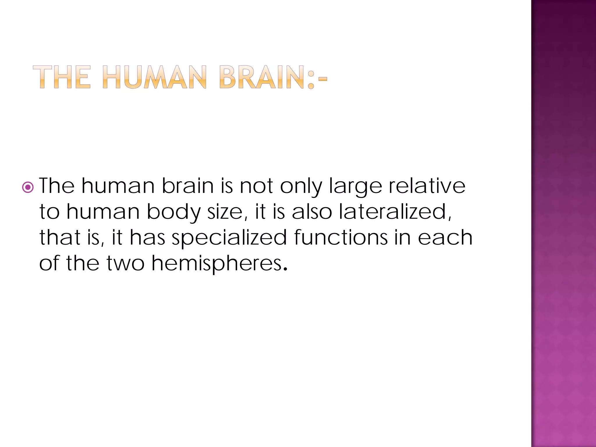  The human brain is not only large relative
to human body size, it is also lateralized,
that is, it has specialized functions in each
of the two hemispheres.
 