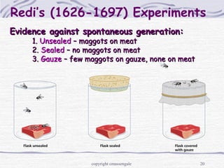 20
Redi’s (1626-1697) Experiments
Evidence against spontaneous generation:Evidence against spontaneous generation:
1.1. UnsealedUnsealed – maggots on meat– maggots on meat
2.2. SealedSealed – no maggots on meat– no maggots on meat
3.3. GauzeGauze – few maggots on gauze, none on meat– few maggots on gauze, none on meat
copyright cmassengale
 