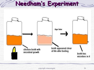 36
Needham’s ExperimentNeedham’s Experiment
copyright cmassengale
 