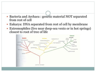Rest Bacteria Origin of Life | PPTX