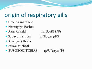 origin of respiratory gills
 Group 1 members
 Namugaya Barbra
 Aisu Ronald 19/U/7868/PS
 Sabavuma musa 19/U/7223/PS
 Kivengeri Denis
 Zziwa Micheal
 BUSOBOZI TOBIAS 19/U/22310/PS
 