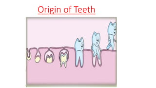 Origin of Teeth
 