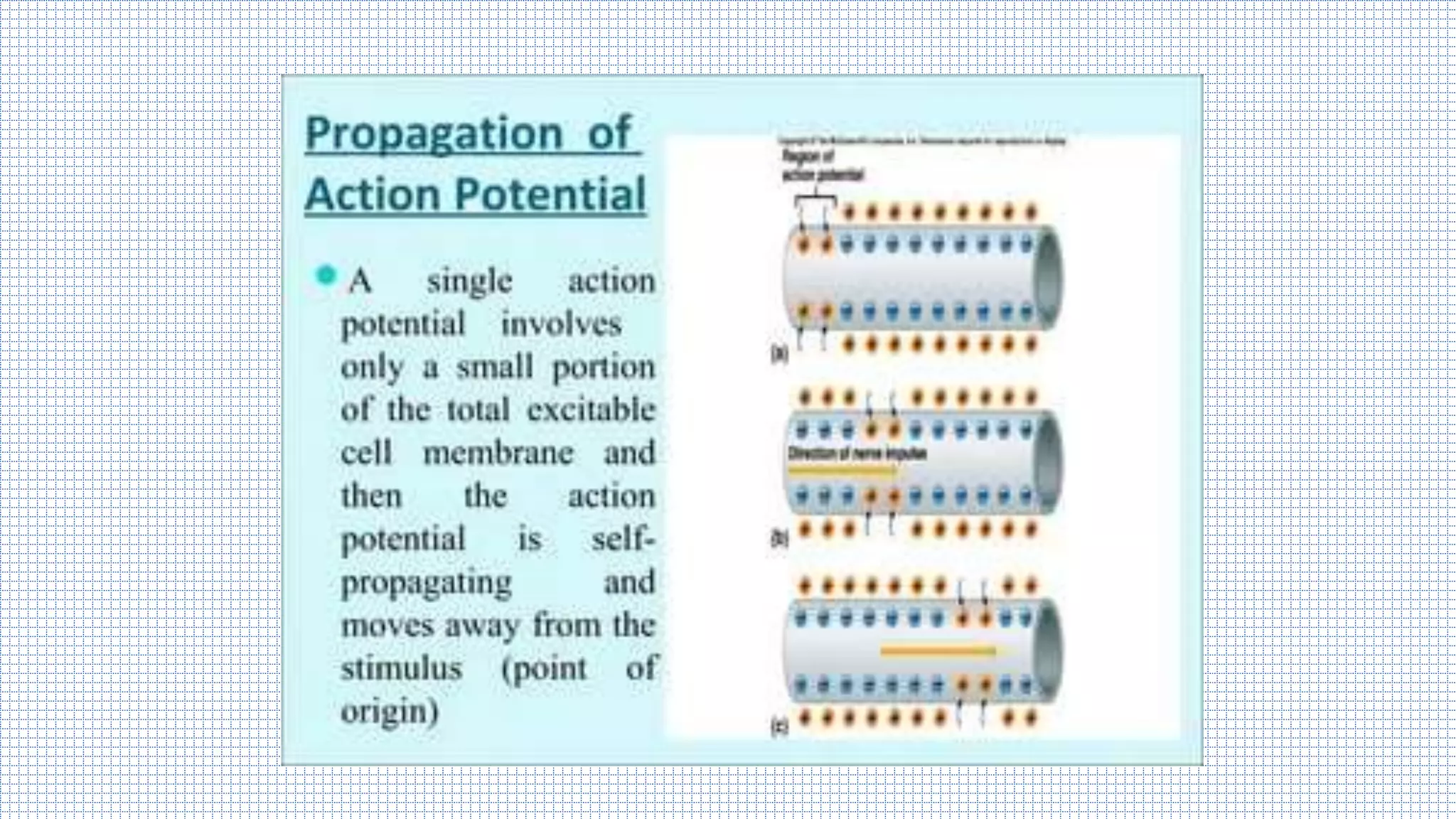 Origin & Propagation of Action Potential (TALK-12).pdf | Physics | Science