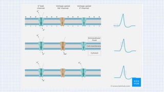Origin & Propagation of Action Potential (TALK-12).pdf