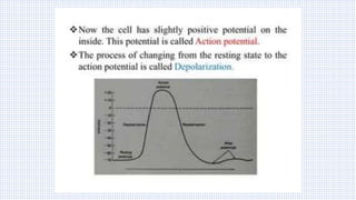 Origin & Propagation of Action Potential (TALK-12).pdf