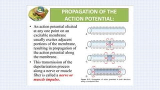 Origin & Propagation of Action Potential (TALK-12).pdf