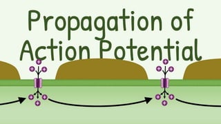 Origin & Propagation of Action Potential (TALK-12).pdf
