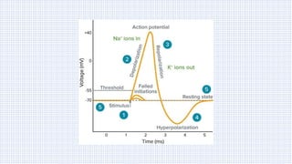 Origin & Propagation of Action Potential (TALK-12).pdf