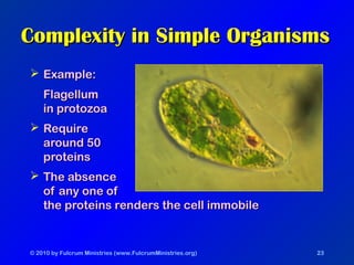 © 2010 by Fulcrum Ministries (www.FulcrumMinistries.org) 23
Complexity in Simple OrganismsComplexity in Simple Organisms
 Example:Example:
FlagellumFlagellum
in protozoain protozoa
 RequireRequire
around 50around 50
proteinsproteins
 The absenceThe absence
of any one ofof any one of
the proteins renders the cell immobilethe proteins renders the cell immobile
 