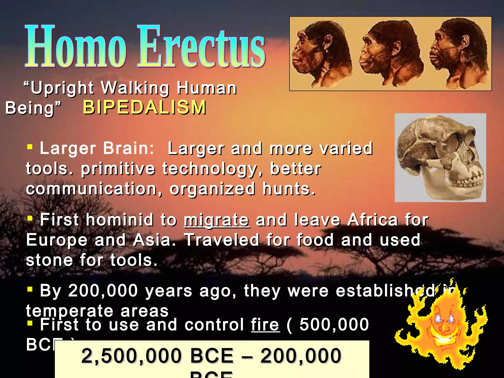 Homo Erectus “ Upright Walking Human Being” Larger Brain:  Larger and more varied tools. primitive technology, better communication, organized hunts. First hominid to  migrate  and leave Africa for Europe and Asia. Traveled for food and used stone for tools. By 200,000 years ago, they were established in temperate areas First to use and control  fire  ( 500,000 BCE ) BIPEDALISM 2,500,000 BCE – 200,000 BCE 