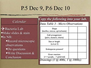 P.5 Dec 9, P.6 Dec 10 Copy the following into your lab. Data Table 3 - Micro Observations Drawings (1 @ 400x, 1 @ 1000x): Bacteria Lab Make slides & stain In NB: Record microscopic observations Do questions Write Discussion & Conclusion Calendar Shape (bacillus, coccus, spirochaete)  Cell arrangement  (pairs, clusters, chains)  Size or length  (s,m,or l) Endospores present? Gram reaction  (+ = purple, - = pink/red) 