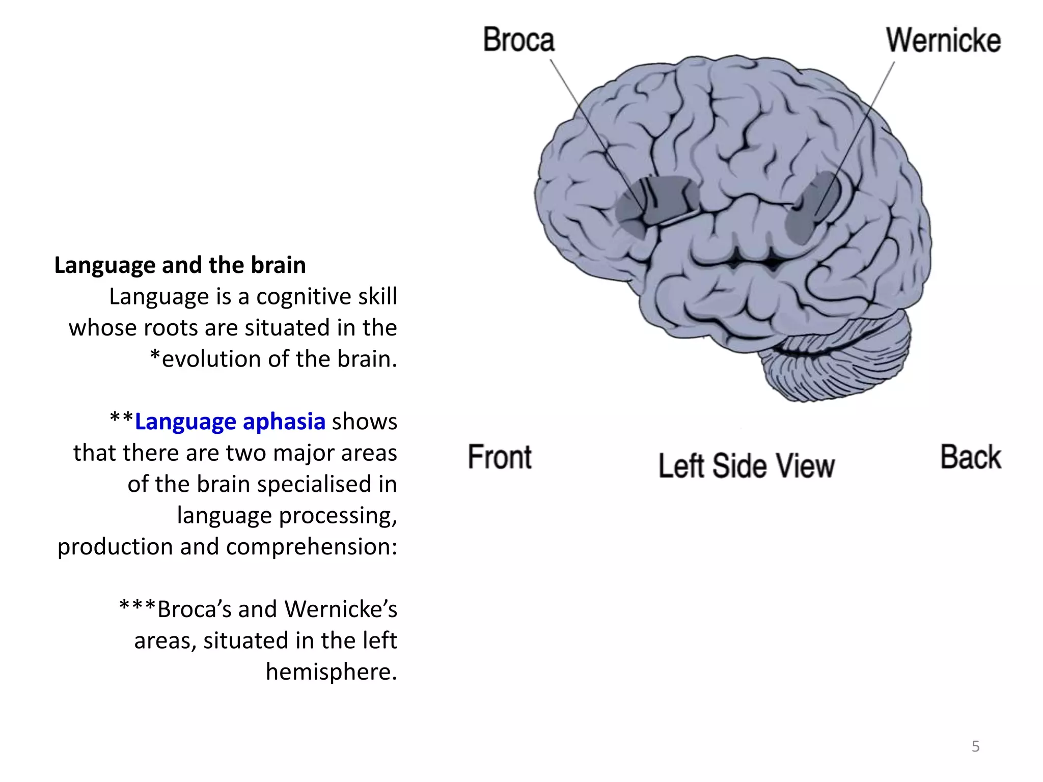 Language and the brain
Language is a cognitive skill
whose roots are situated in the
*evolution of the brain.
**Language aphasia shows
that there are two major areas
of the brain specialised in
language processing,
production and comprehension:
***Broca’s and Wernicke’s
areas, situated in the left
hemisphere.
5
 