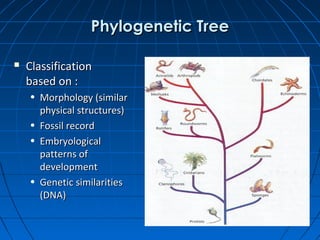 Embryoplogic Tree Origins of life 1 patterns | PPT