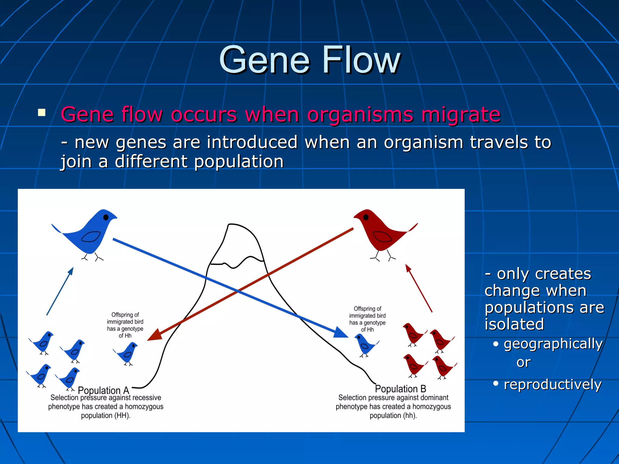 Gene Flow
   Gene flow occurs when organisms migrate
    - new genes are introduced when an organism travels to
    join a different population




                                                  - only creates
                                                  change when
                                                  populations are
                                                  isolated
                                                   • geographically
                                                       or
                                                   • reproductively
 