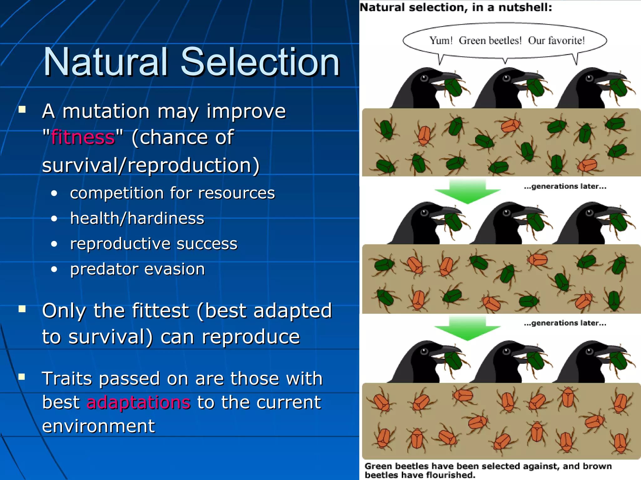Natural Selection
   A mutation may improve
    "fitness" (chance of
    survival/reproduction)
    • competition for resources
    • health/hardiness
    • reproductive success
    • predator evasion

   Only the fittest (best adapted
    to survival) can reproduce
   Traits passed on are those with
    best adaptations to the current
    environment
 