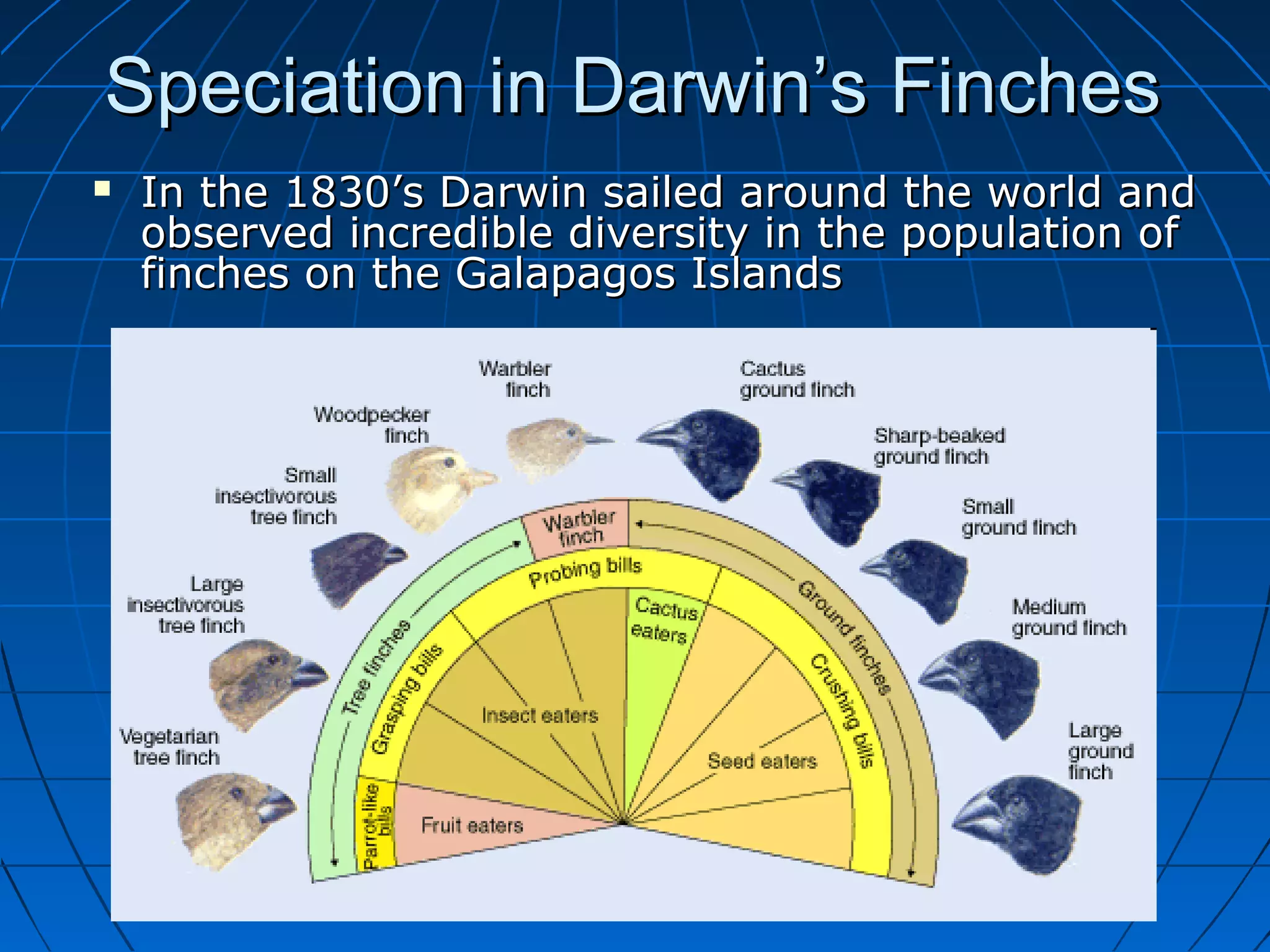 Speciation in Darwin’s Finches
   In the 1830’s Darwin sailed around the world and
    observed incredible diversity in the population of
    finches on the Galapagos Islands
 