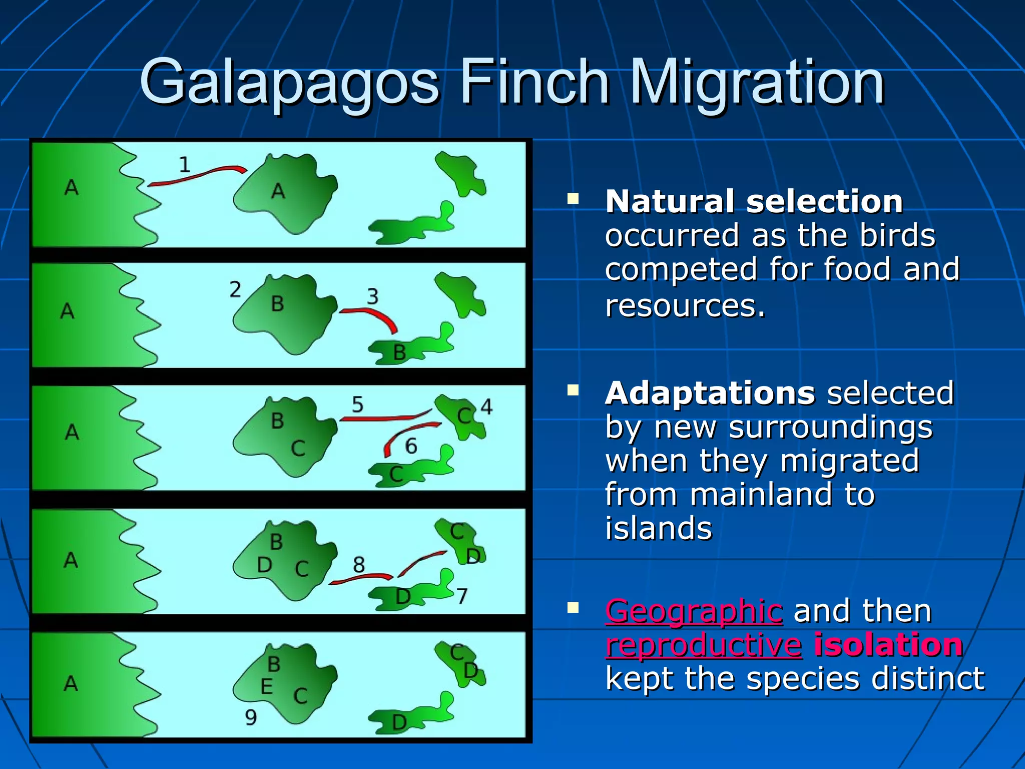 Galapagos Finch Migration
                 Natural selection
                  occurred as the birds
                  competed for food and
                  resources.

                 Adaptations selected
                  by new surroundings
                  when they migrated
                  from mainland to
                  islands

                 Geographic and then
                  reproductive isolation
                  kept the species distinct
 