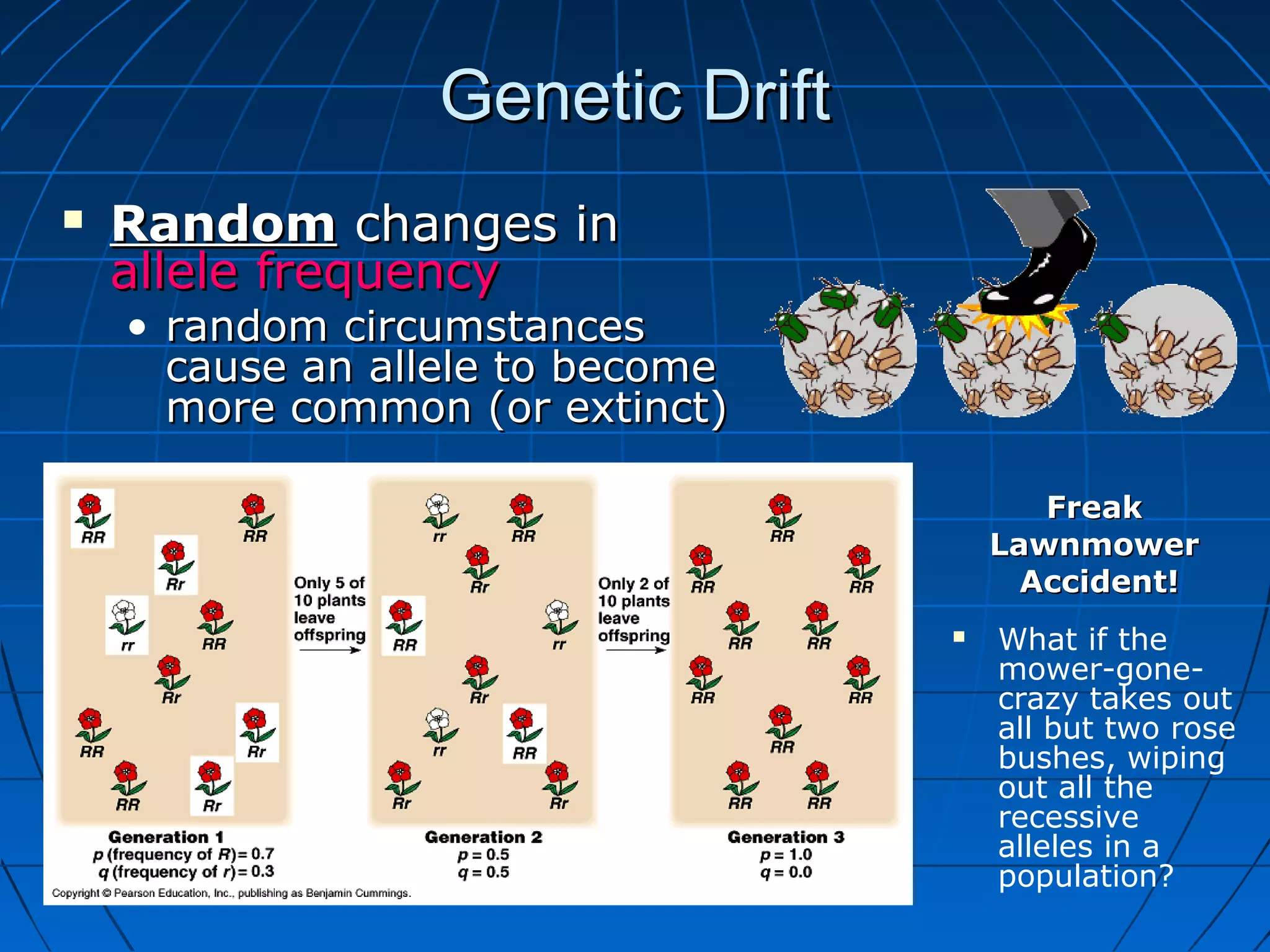 Genetic Drift
   Random changes in
    allele frequency
    • random circumstances
      cause an allele to become
      more common (or extinct)

                                         Freak
                                      Lawnmower
                                        Accident!
                                     What if the
                                      mower-gone-
                                      crazy takes out
                                      all but two rose
                                      bushes, wiping
                                      out all the
                                      recessive
                                      alleles in a
                                      population?
 