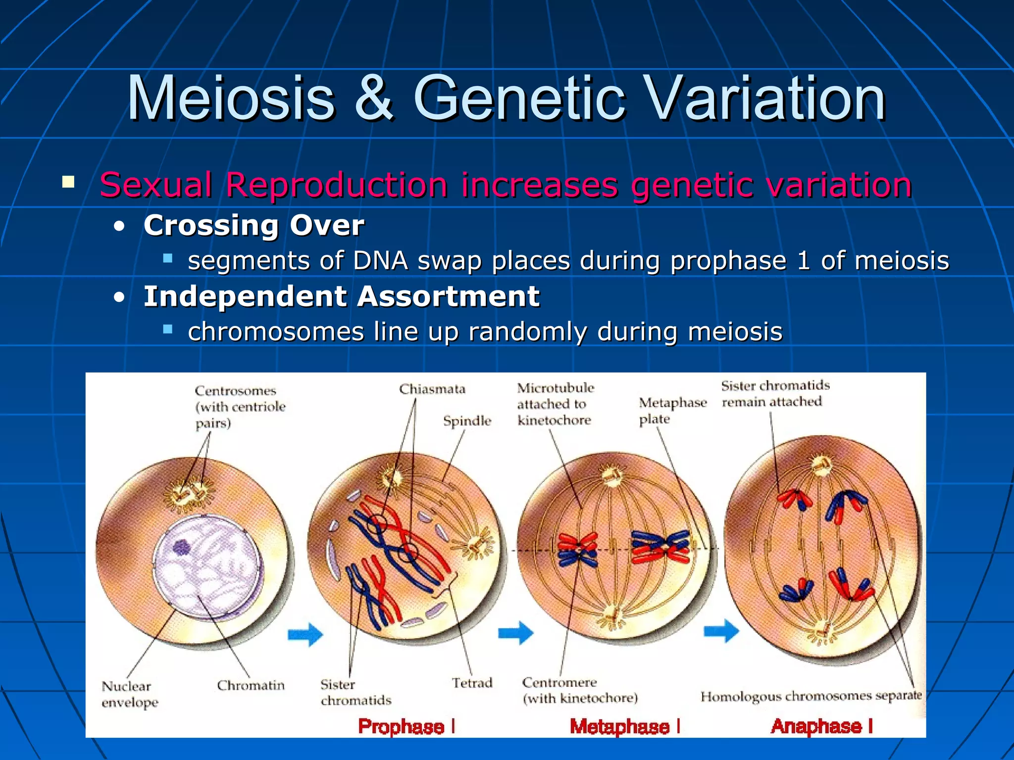 Meiosis & Genetic Variation
   Sexual Reproduction increases genetic variation
    • Crossing Over
          segments of DNA swap places during prophase 1 of meiosis
    • Independent Assortment
          chromosomes line up randomly during meiosis
 