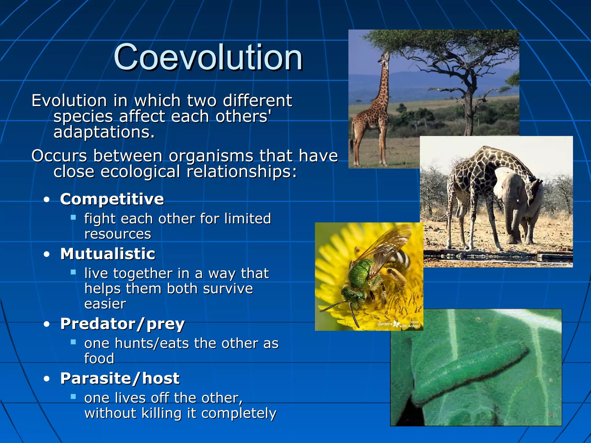 Coevolution
Evolution in which two different
  species affect each others'
  adaptations.
Occurs between organisms that have
  close ecological relationships:
 • Competitive
       fight each other for limited
        resources
 • Mutualistic
       live together in a way that
        helps them both survive
        easier
 • Predator/prey
       one hunts/eats the other as
        food
 • Parasite/host
       one lives off the other,
        without killing it completely
 