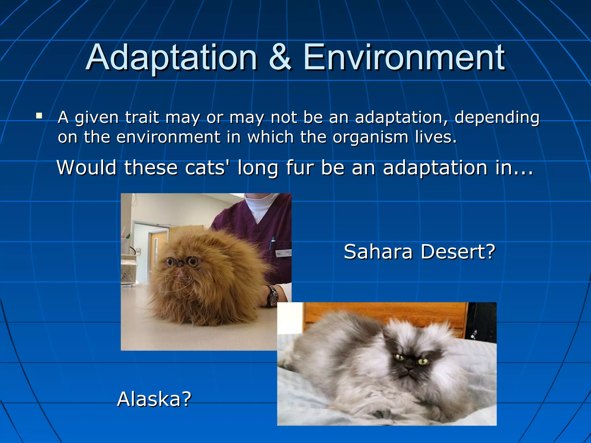 Adaptation & Environment
   A given trait may or may not be an adaptation, depending
    on the environment in which the organism lives.
    Would these cats' long fur be an adaptation in...



                                     Sahara Desert?




          Alaska?
 