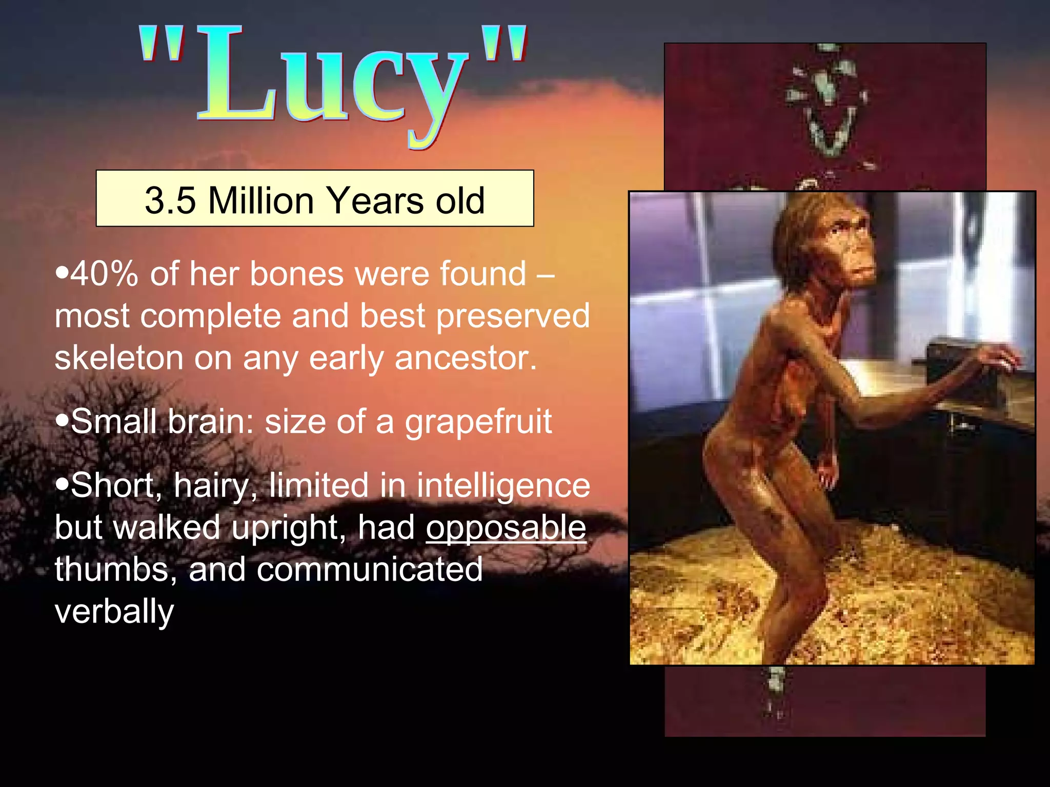 "Lucy"  3.5 Million Years old 40% of her bones were found – most complete and best preserved skeleton on any early ancestor.  Small brain: size of a grapefruit Short, hairy, limited in intelligence but walked upright, had  opposable  thumbs, and communicated verbally 