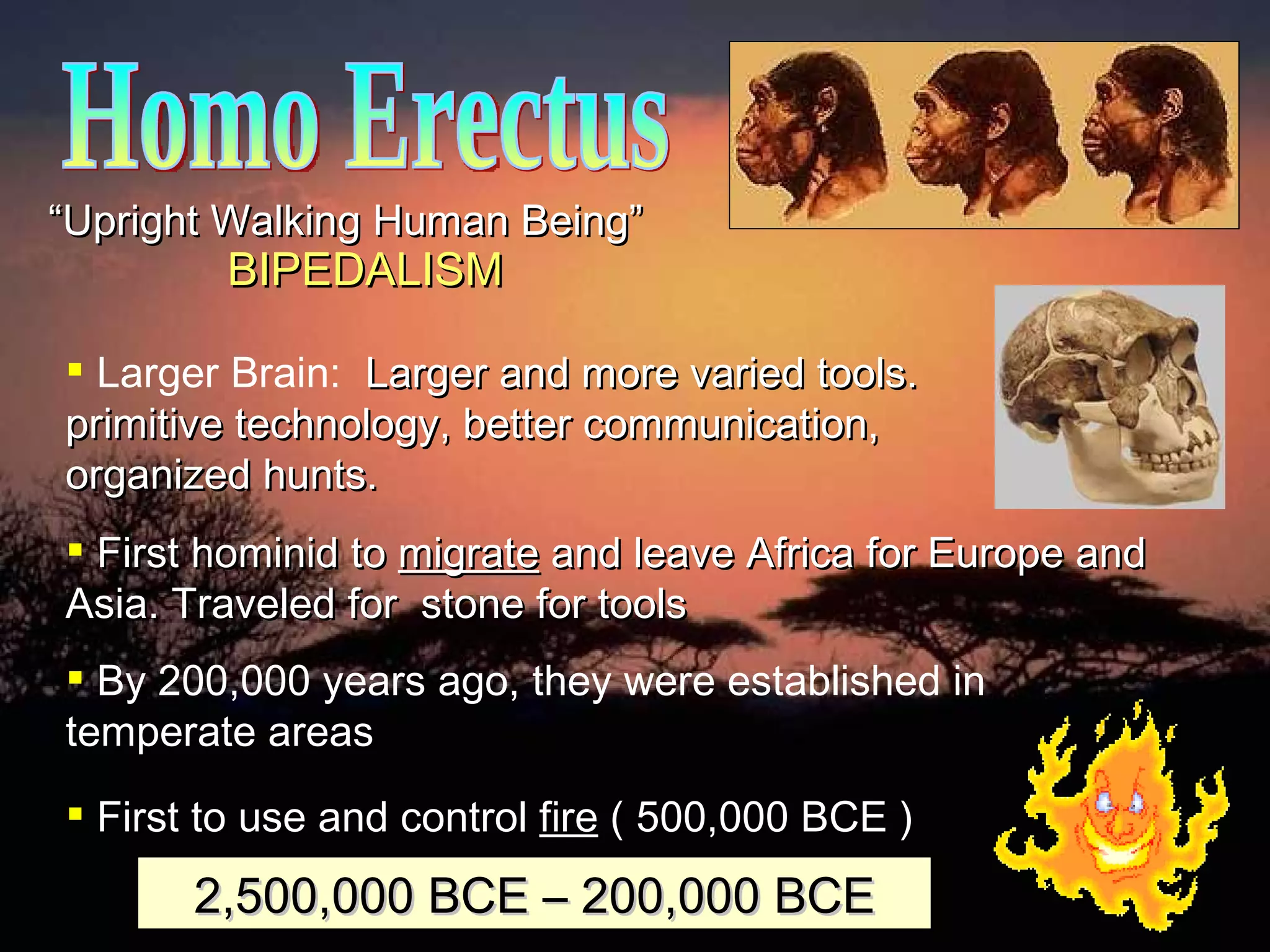 Homo Erectus “ Upright Walking Human Being” Larger Brain:  Larger and more varied tools. primitive technology, better communication, organized hunts. First hominid to  migrate  and leave Africa for Europe and Asia. Traveled for  stone for tools By 200,000 years ago, they were established in temperate areas First to use and control  fire  ( 500,000 BCE ) BIPEDALISM 2,500,000 BCE – 200,000 BCE 