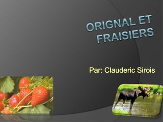 Orignal et fraisiers Par: Clauderic Sirois 