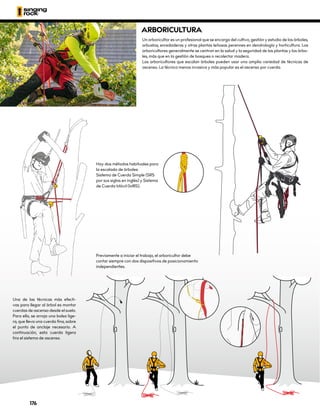 Previamente a iniciar el trabajo, el arboricultor debe
contar siempre con dos dispositivos de posicionamiento
independientes.
Hay dos métodos habituales para
la escalada de árboles:
Sistema de Cuerda Simple (SRS
por sus siglas en inglés) y Sistema
de Cuerda Móvil (MRS).
Una de las técnicas más efecti-
vas para llegar al árbol es montar
cuerdas de ascenso desde el suelo.
Para ello, se arroja una bolsa lige-
ra, que lleva una cuerda fina, sobre
el punto de anclaje necesario. A
continuación, esta cuerda ligera
tira el sistema de ascenso.
ARBORICULTURA
Un arboricultor es un profesional que se encarga del cultivo, gestión y estudio de los árboles,
arbustos, enredaderas y otras plantas leñosas perennes en dendrología y horticultura. Los
arboricultores generalmente se centran en la salud y la seguridad de las plantas y los árbo-
les, más que en la gestión de bosques o recolectar madera.
Los arboricultores que escalan árboles pueden usar una amplia variedad de técnicas de
ascenso. La técnica menos invasiva y más popular es el ascenso por cuerda.
176
 