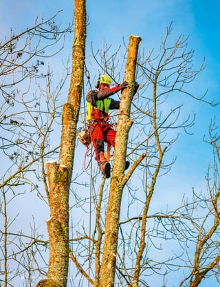 SIT
Poda, Ponikla, República Checa. Foto: Marta Mendřicka
28
 