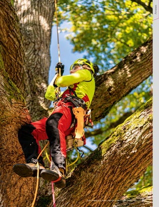 Poda, Paseky nad Jizerou, República Checa. Foto: Ondřej Vitko
Arneses
31
 