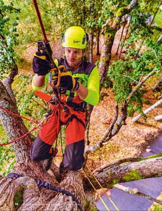 Arboricultura, Paseky nad Jizerou, República Checa. Foto: Ondřej Vitko
68
 