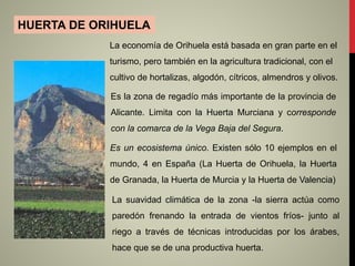 HUERTA DE ORIHUELA
Es la zona de regadío más importante de la provincia de
Alicante. Limita con la Huerta Murciana y corresponde
con la comarca de la Vega Baja del Segura.
La suavidad climática de la zona -la sierra actúa como
paredón frenando la entrada de vientos fríos- junto al
riego a través de técnicas introducidas por los árabes,
hace que se de una productiva huerta.
Es un ecosistema único. Existen sólo 10 ejemplos en el
mundo, 4 en España (La Huerta de Orihuela, la Huerta
de Granada, la Huerta de Murcia y la Huerta de Valencia)
La economía de Orihuela está basada en gran parte en el
turismo, pero también en la agricultura tradicional, con el
cultivo de hortalizas, algodón, cítricos, almendros y olivos.
 